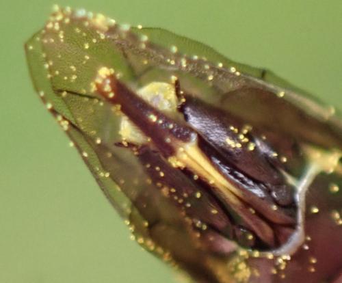 Trachelus troglodyta
